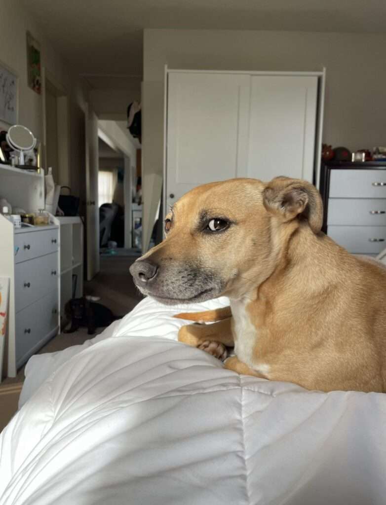 dog side eye