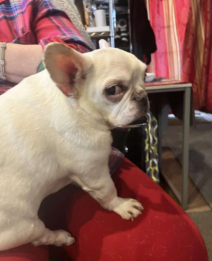 dog meme side eye