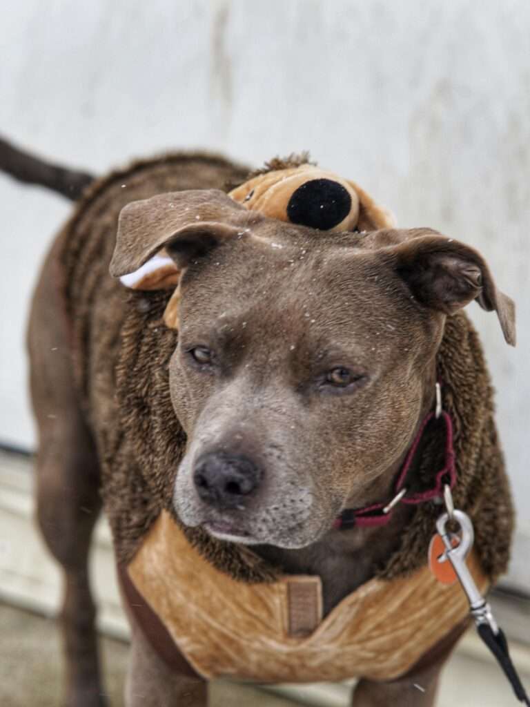dog memes side eye