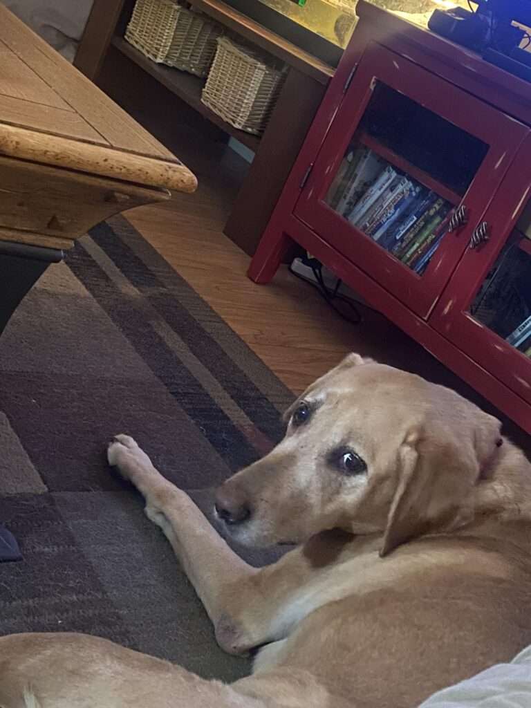 side eye meme dog