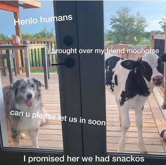 funny doggo memes