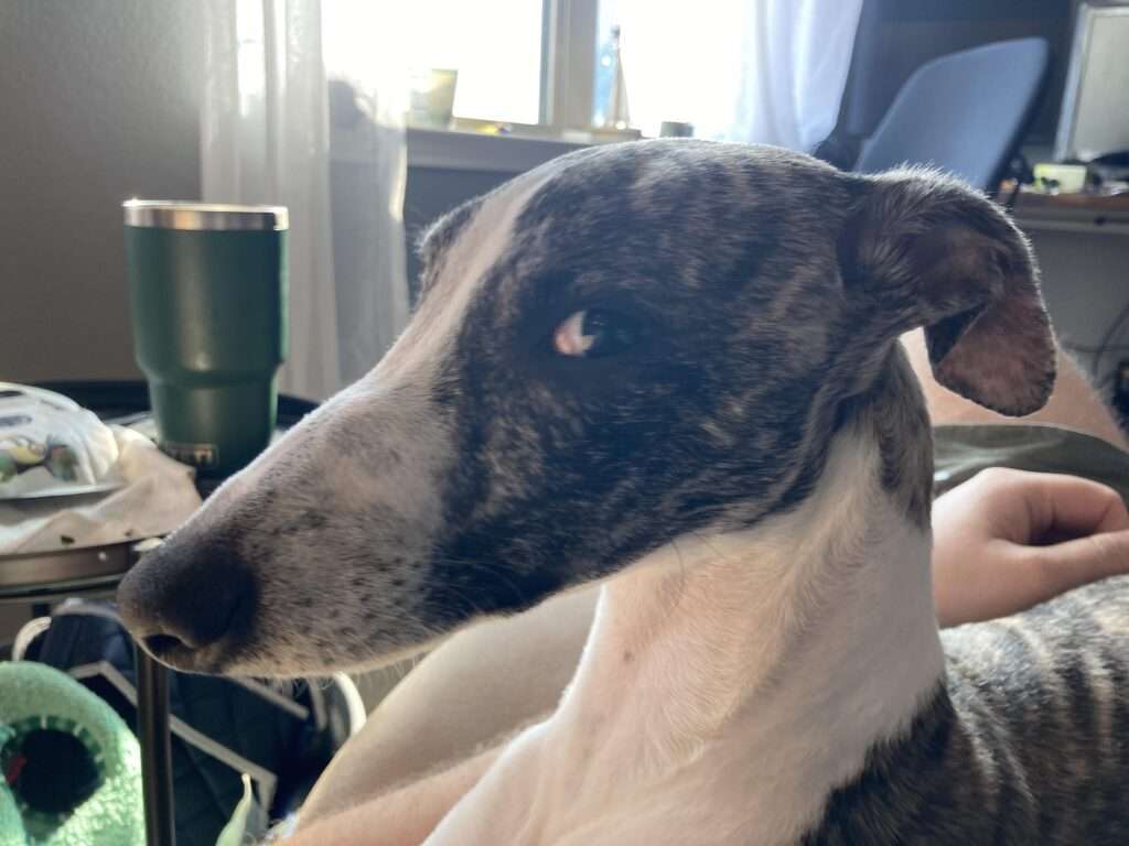 dog giving side eye