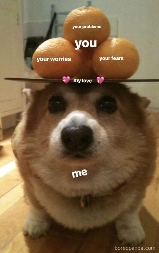 funny doggo memes