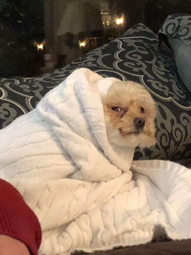dog sideeye meme