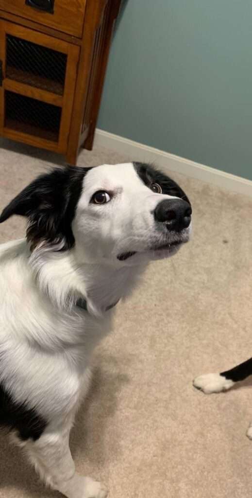 dog giving side eye meme