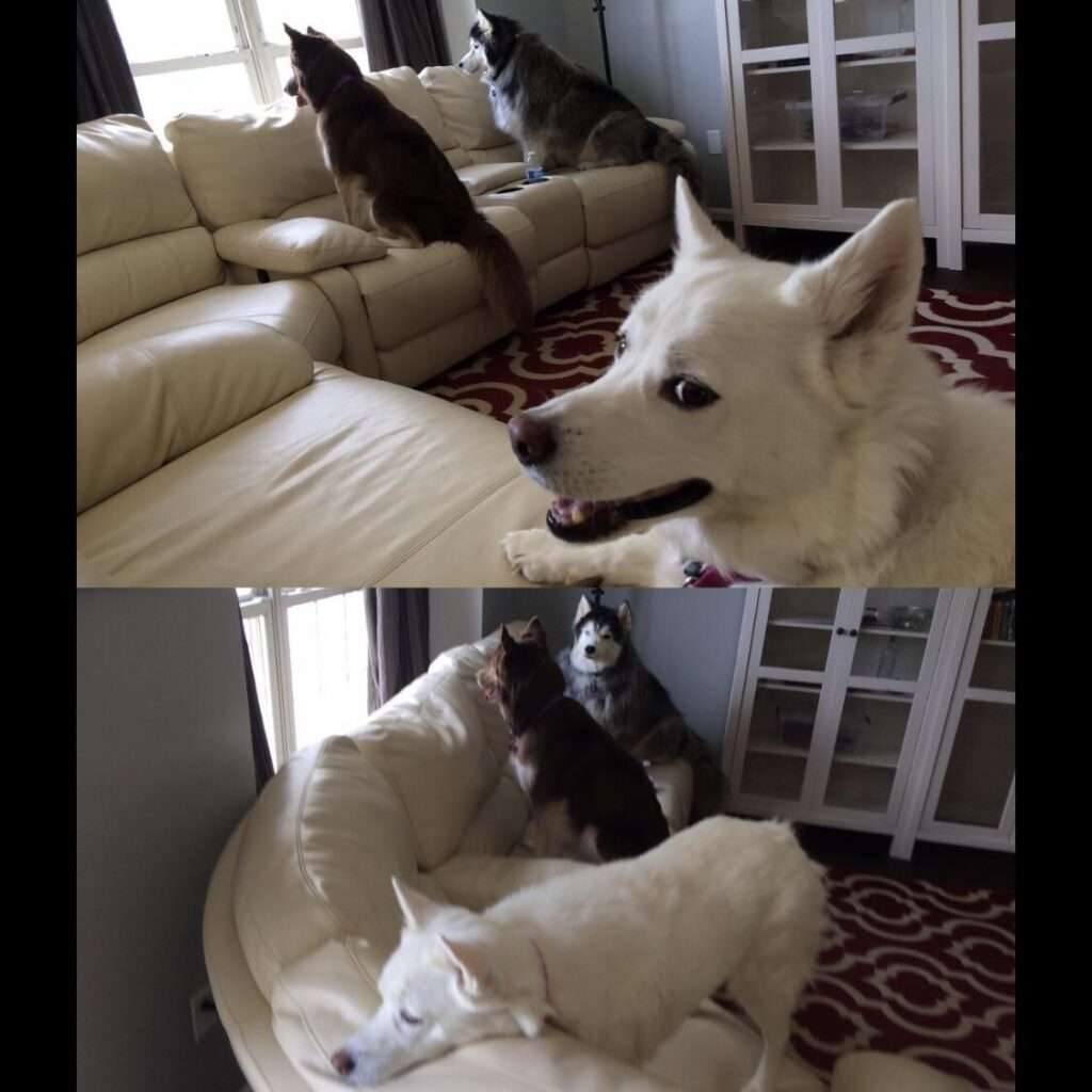 dog with side eye meme