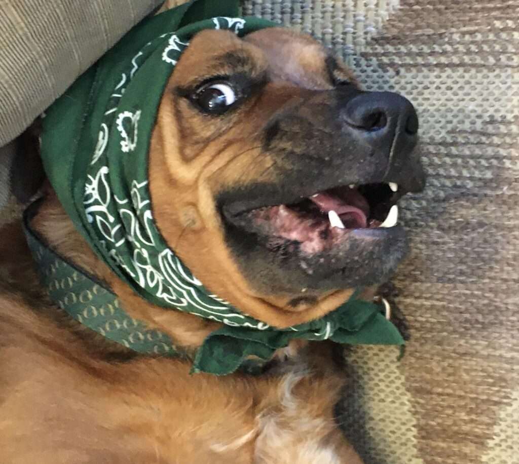 dogs side eye meme