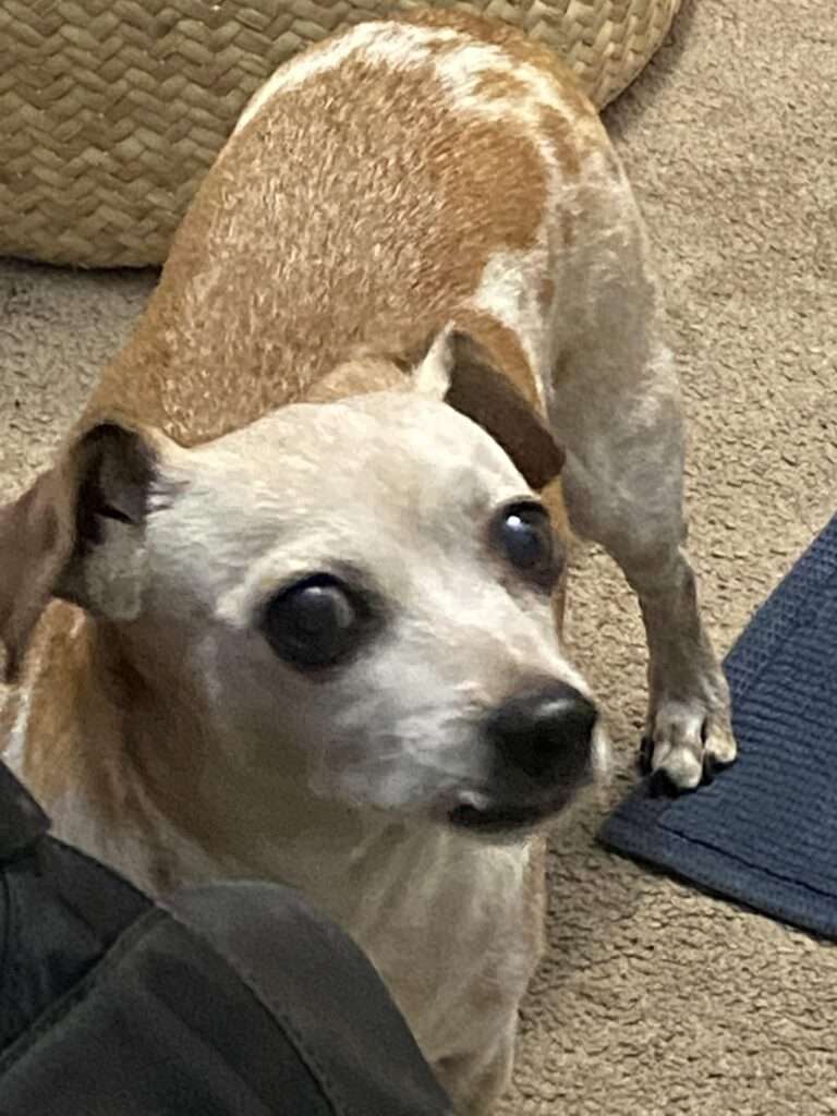 dog side eyeing meme