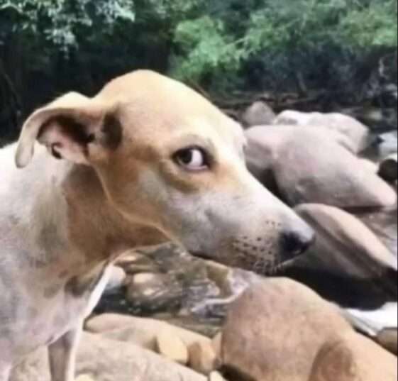 20 Most Hilarious Dog Side Eye Memes of 2023 Openiun