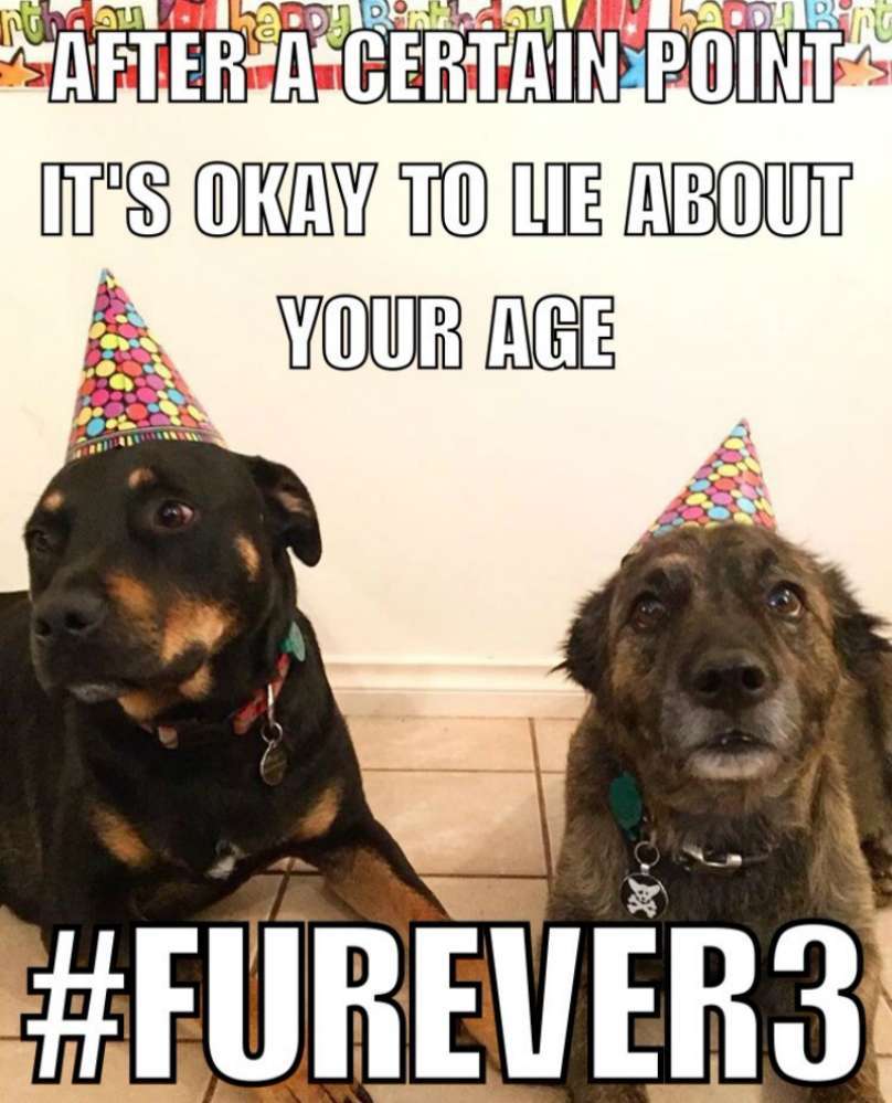old dog memes