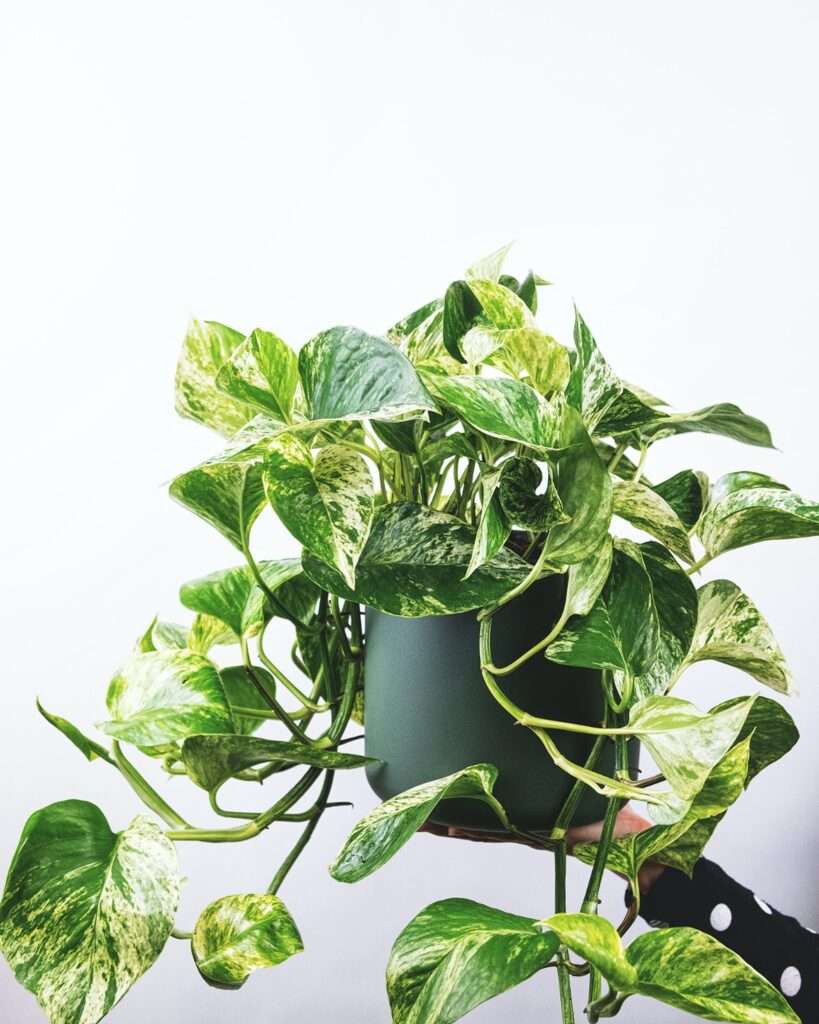 top 10 best plants for home decor