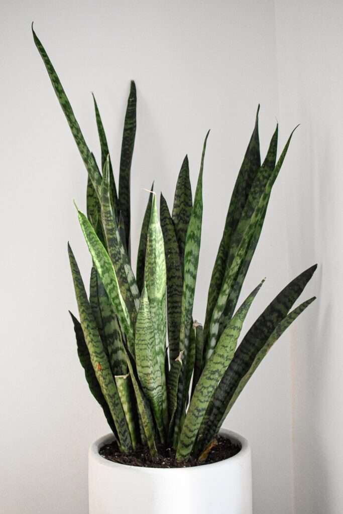 top 10 best plants for home