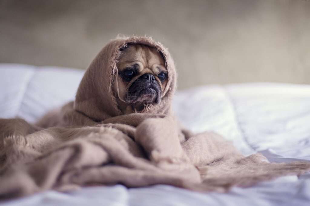 how often should you bathe a dog?