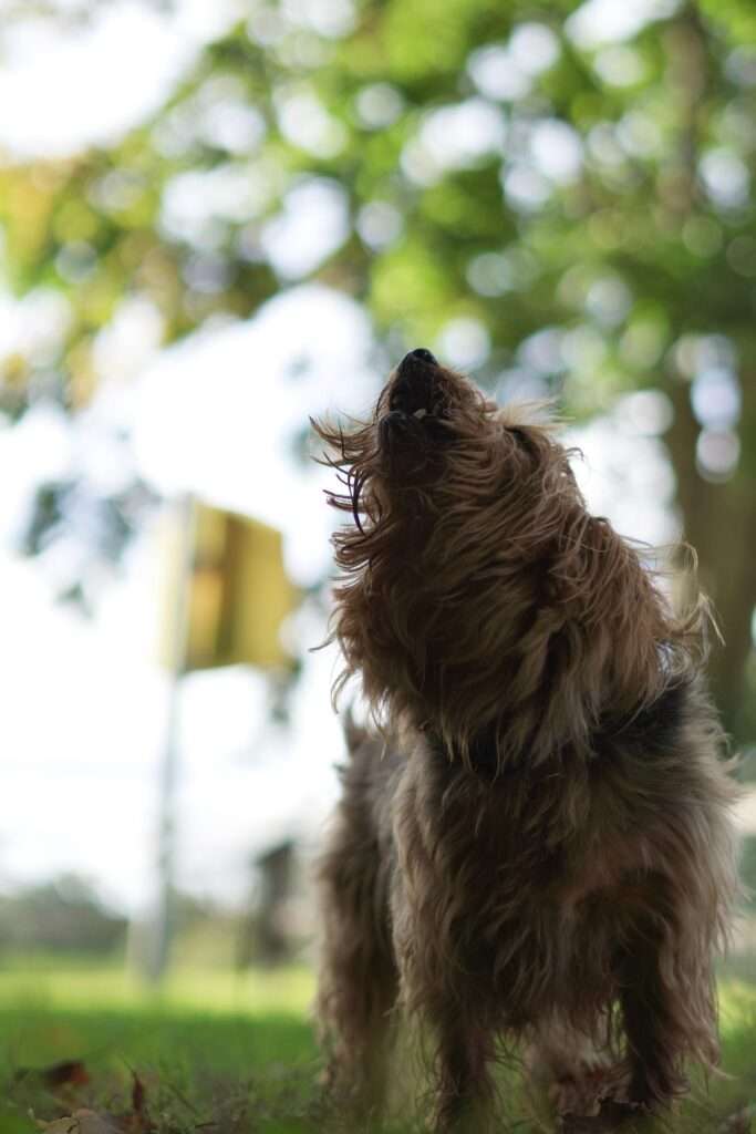 what does a dog howling mean?