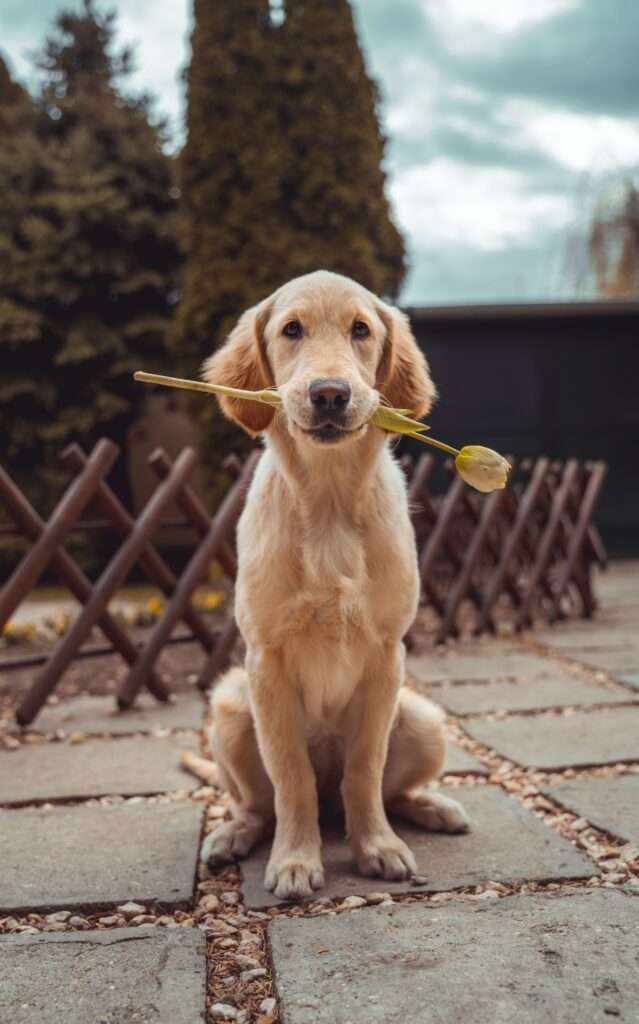 why does my dog bite my nose?
