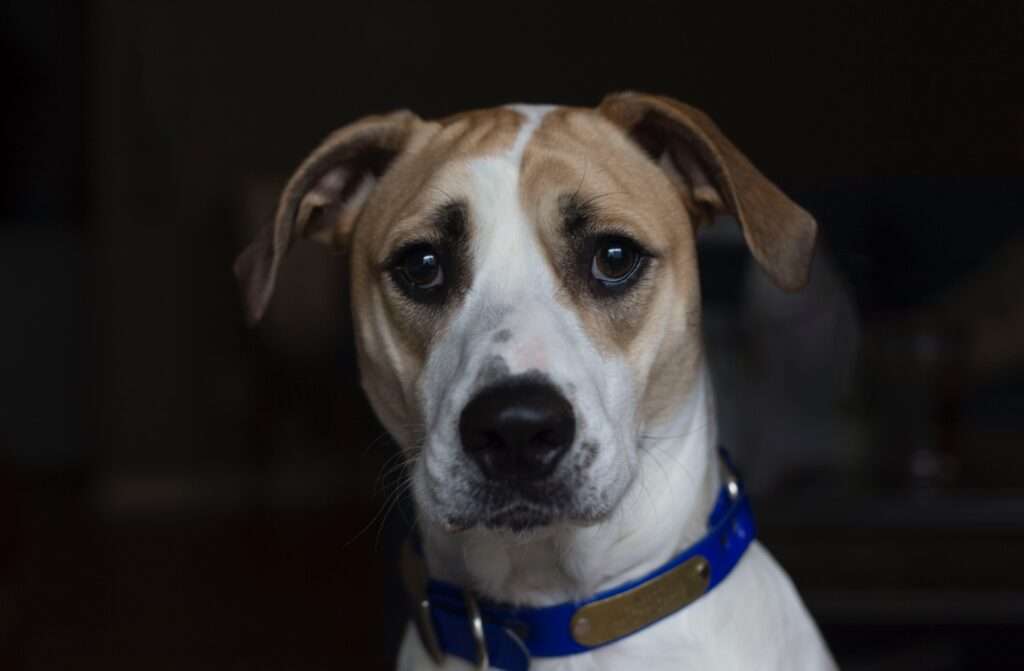 why does my dog stare at me?