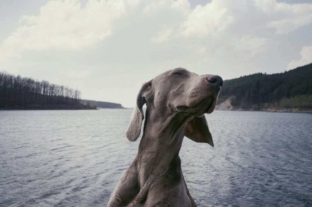 why does my dog step on my feet?